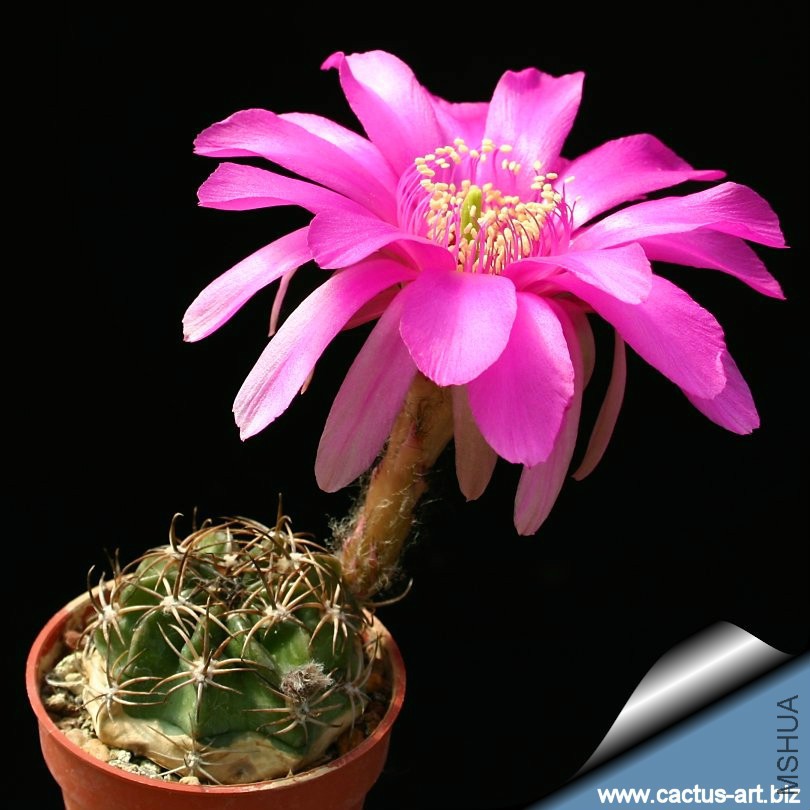 Echinopsis_obrepsnda_hybrid_810.jpg