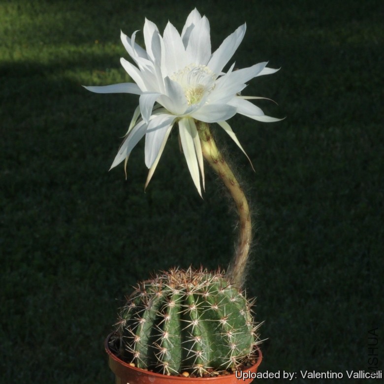 Echinopsis_silvestrii_24014_l.jpg
