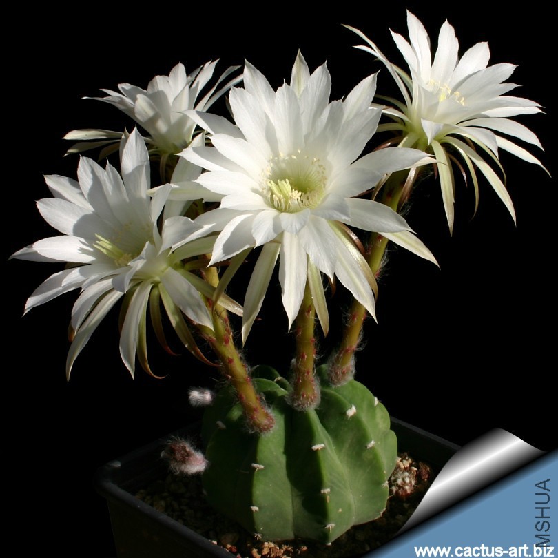 Echinopsis_subdenudata_blooms_810.jpg