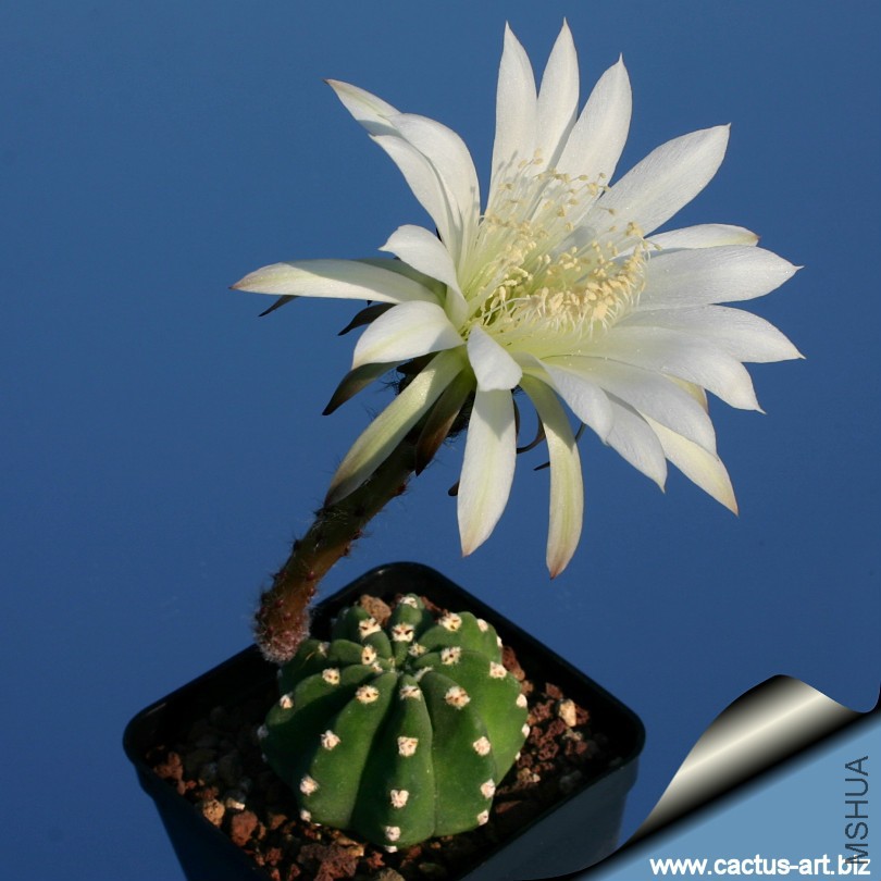 Echinopsis_subdenudata_810.jpg