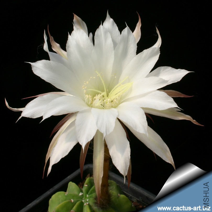 Echinopsis_subdenudata_fl_810.jpg