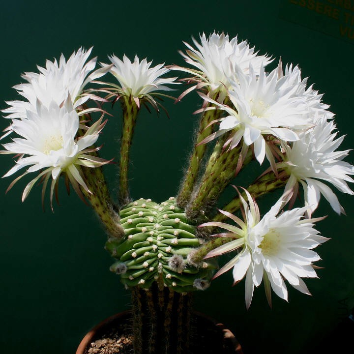 Echinopsis_subdenudata_forma_cristata_blooming_720.jpg