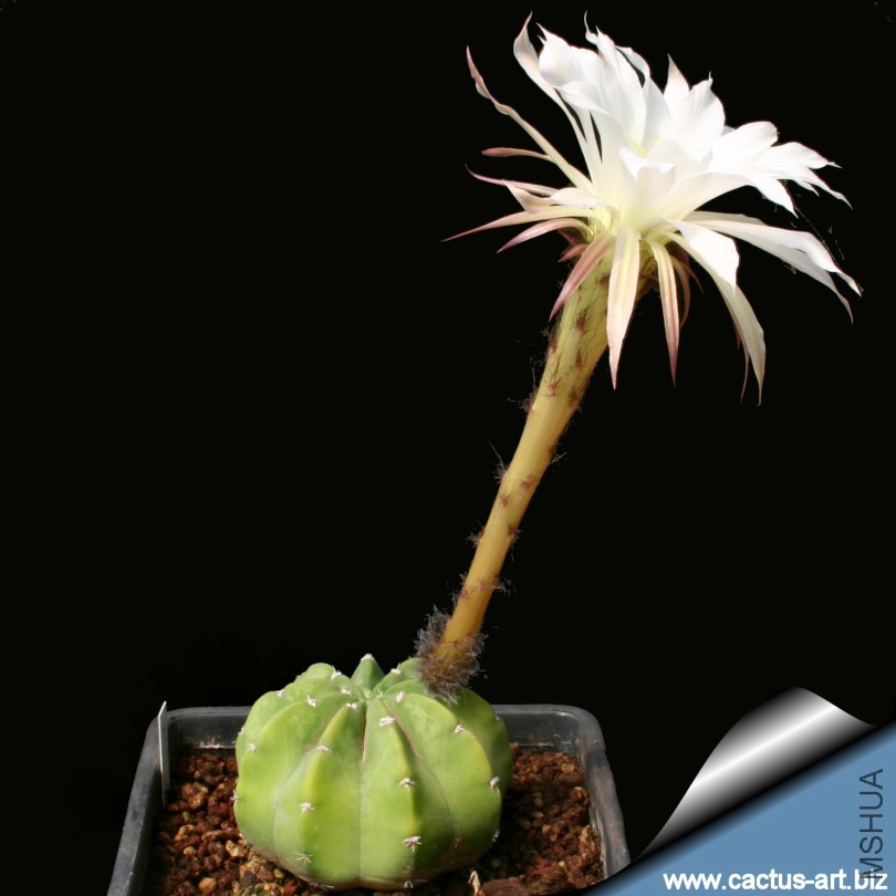 Echinopsis_subdenudata_sd_810.jpg