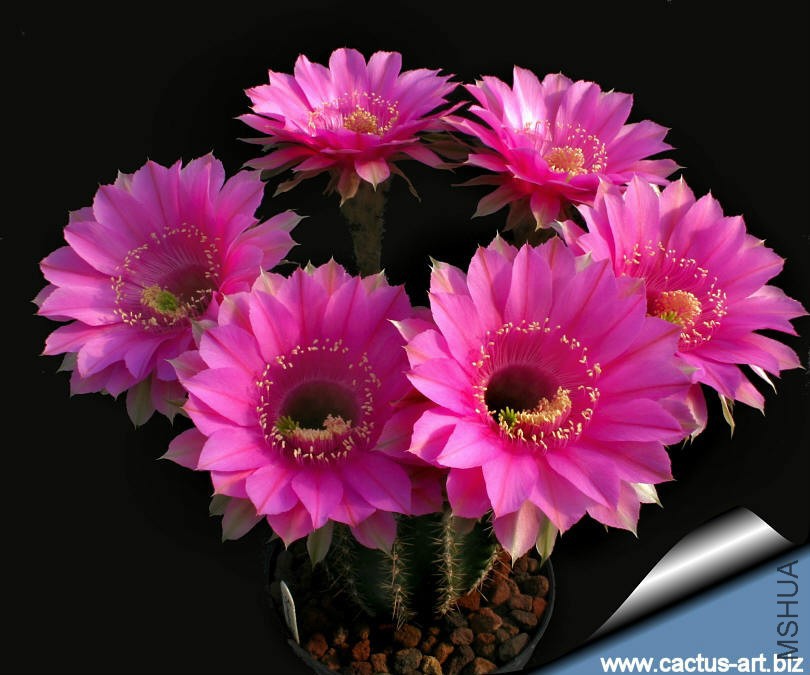 Echinopsis_syncopation_810.jpg