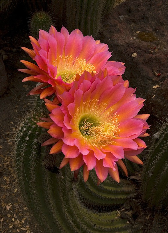 echinopsis-1.jpg