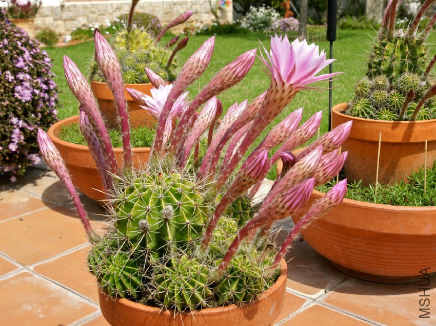 Echinopsis-oxigona2.jpg