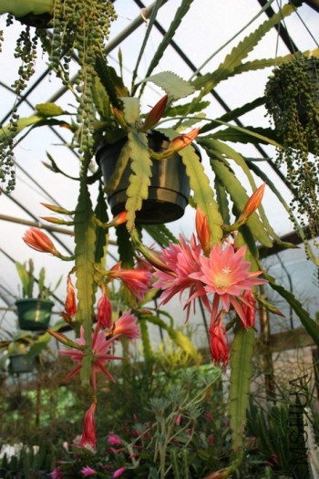 Epiphyllum Thousand Pinks (2).jpg