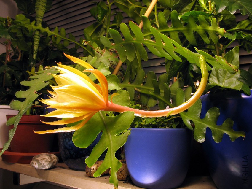 Epiphyllum_anguliger_flowering_profile.jpg