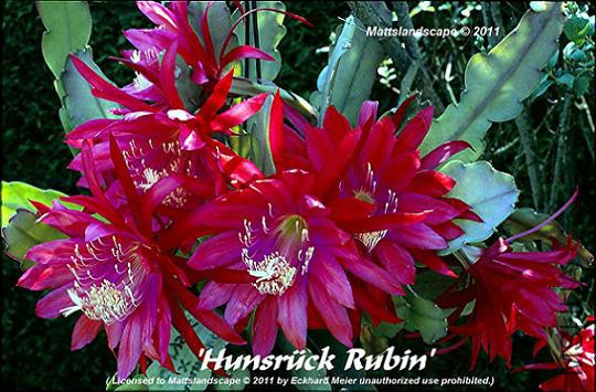 hunsruck_rubin_epiphyllum_hybrid_mattslandscape_com.jpg
