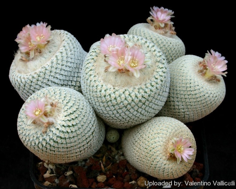 Epithelantha_micromeris_var__bokei_3625_l.jpg