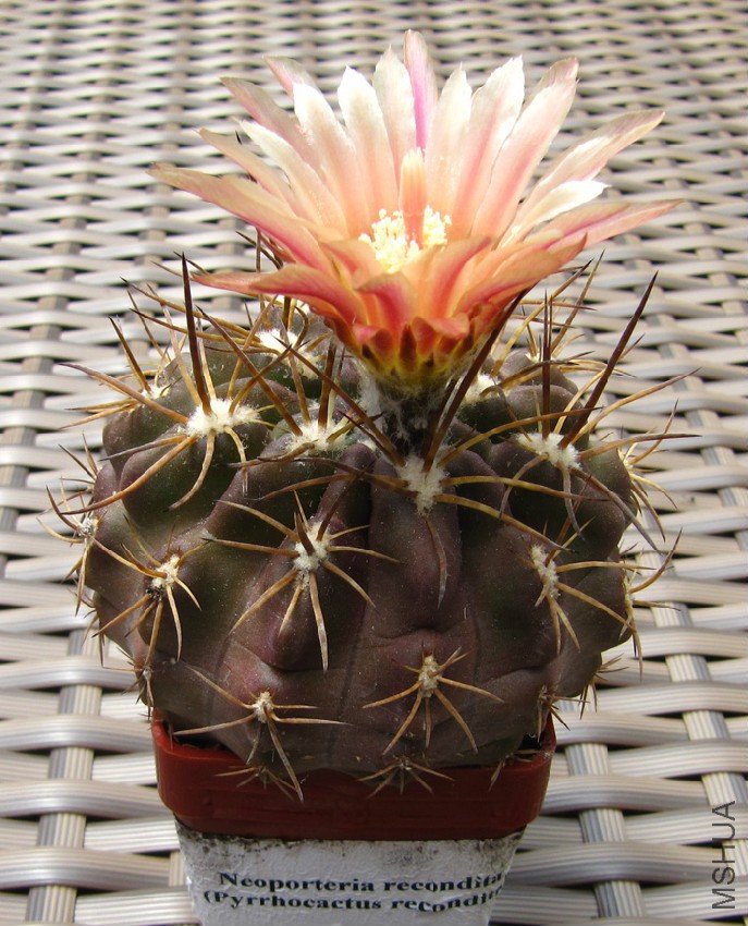 Eriosyce recondita 1.jpg