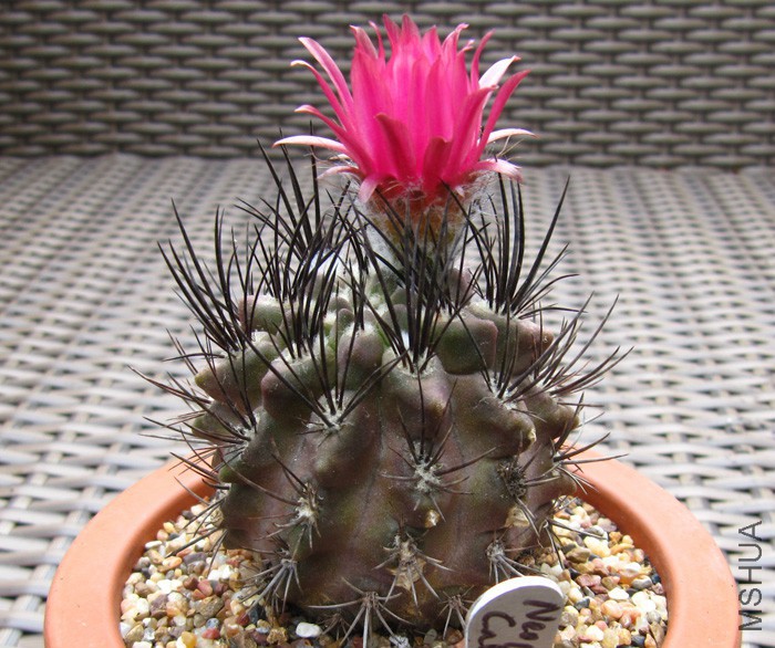 Eriosyce taltalensis subsp_ pilispina (syn_ Neoporteria calderana, Pyrrhocactus .jpg