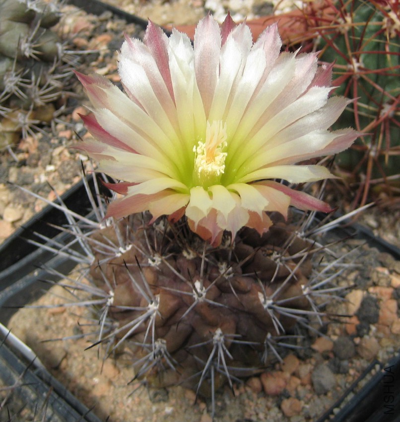 Eriosyce_heinrichiana_subsp_intermedia.jpg