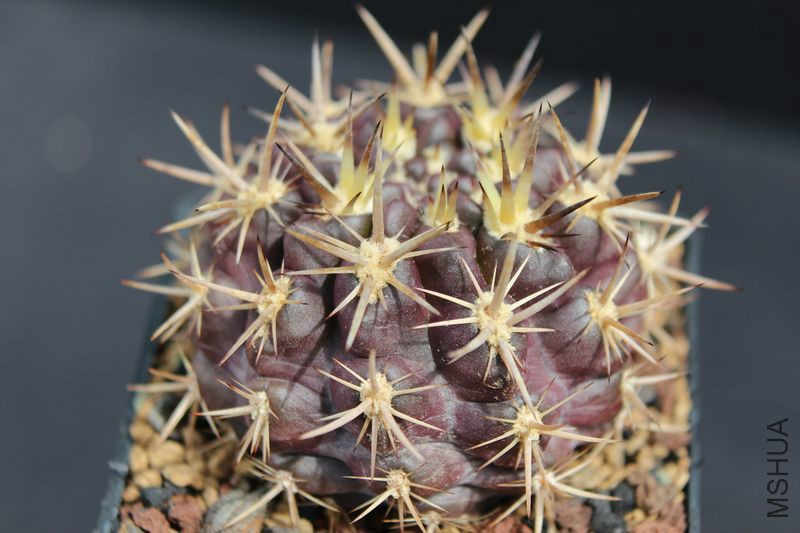 gallery_Eriosyce_Eriosyce curvispina v_ mutabilis RCP 05.jpg