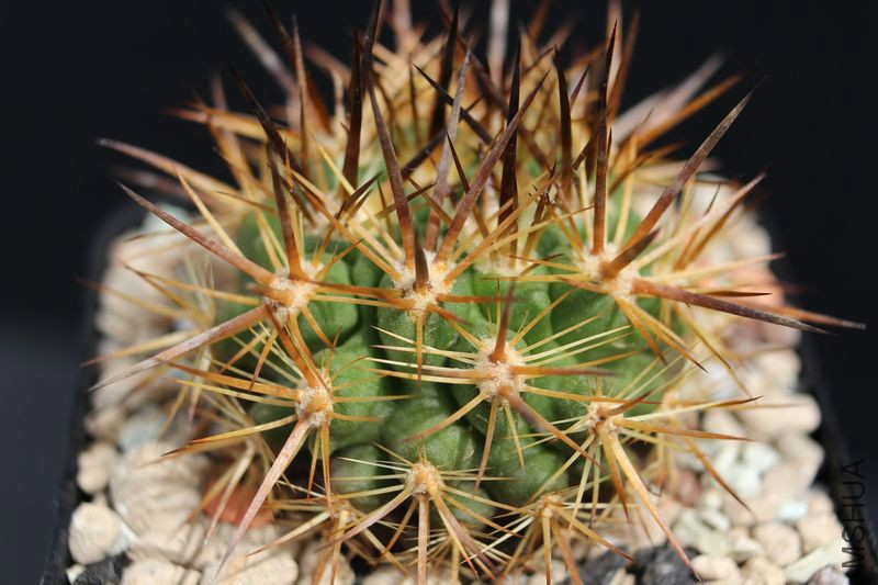 gallery_Eriosyce_Eriosyce subgibbosa RCP 06.jpg