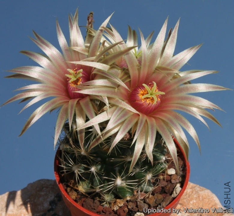Escobaria_missouriensis_var__caespitosa_6915_l.jpg