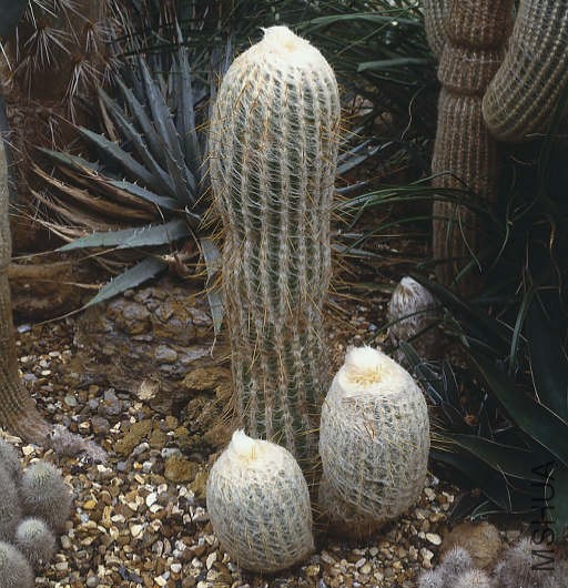 Espostoa Melanostele.jpg