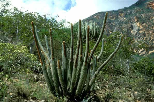 Espostoa mirabilis plant large lo res.jpg