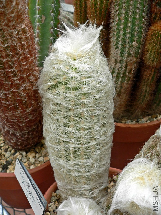 Espostoa_lanata_var_gracilis_1.jpg