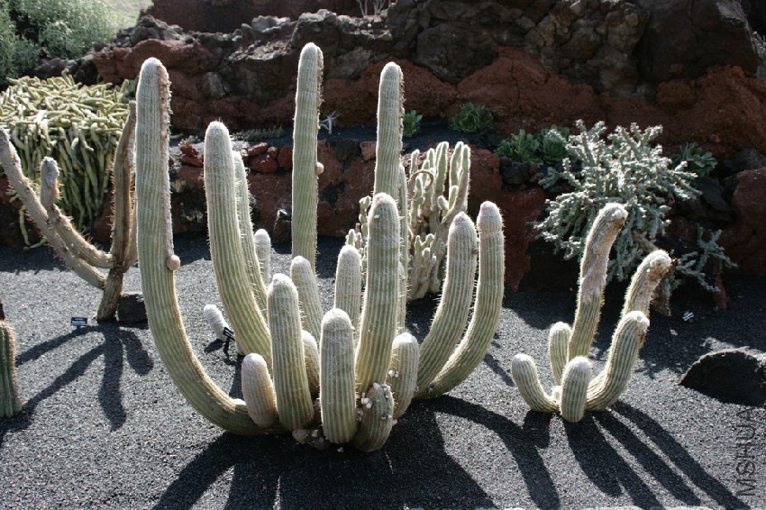 Teguise_Guatiza_-_Jardin_-_Espostoa_melanostele_02_ies.jpg