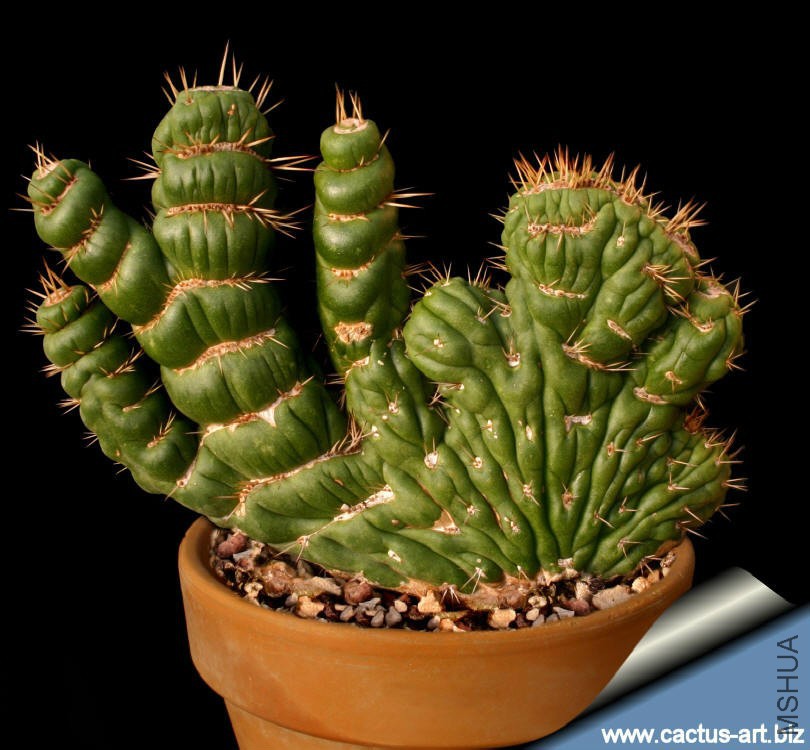 Eulychnia_castanea_varispispiralis_cristata_810.jpg