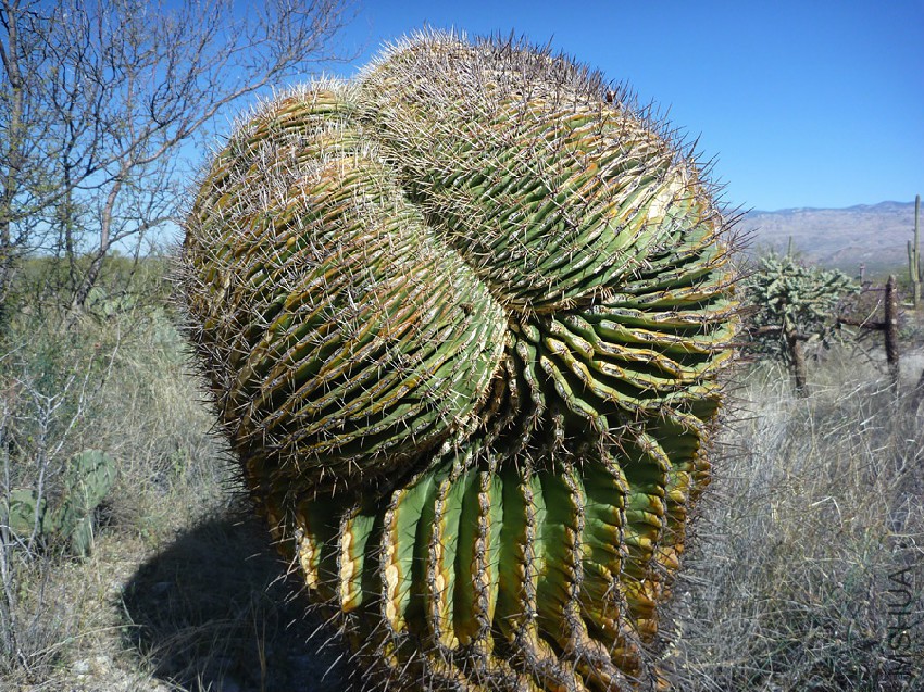 cristate-ferocactus.jpg