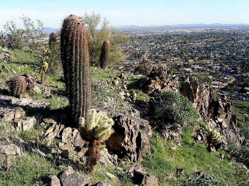 Ferocactus South Mountain Phoenix.jpg