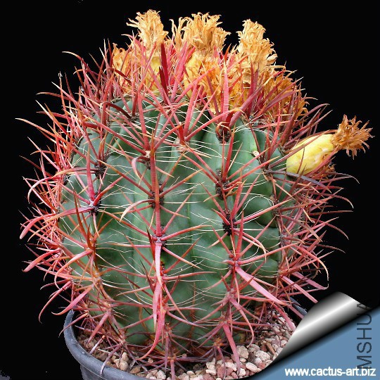 Ferocactus_acanthodes_lecontei.jpg