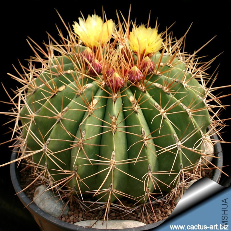 Ferocactus_alamosanus_810.jpg