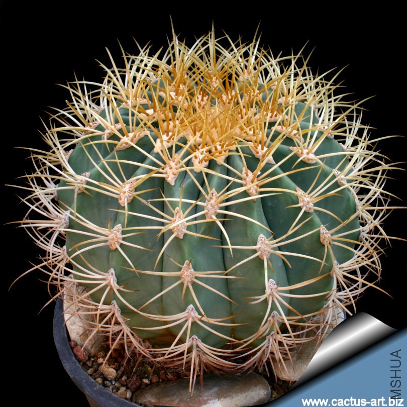 Ferocactus_diguetii_810.jpg