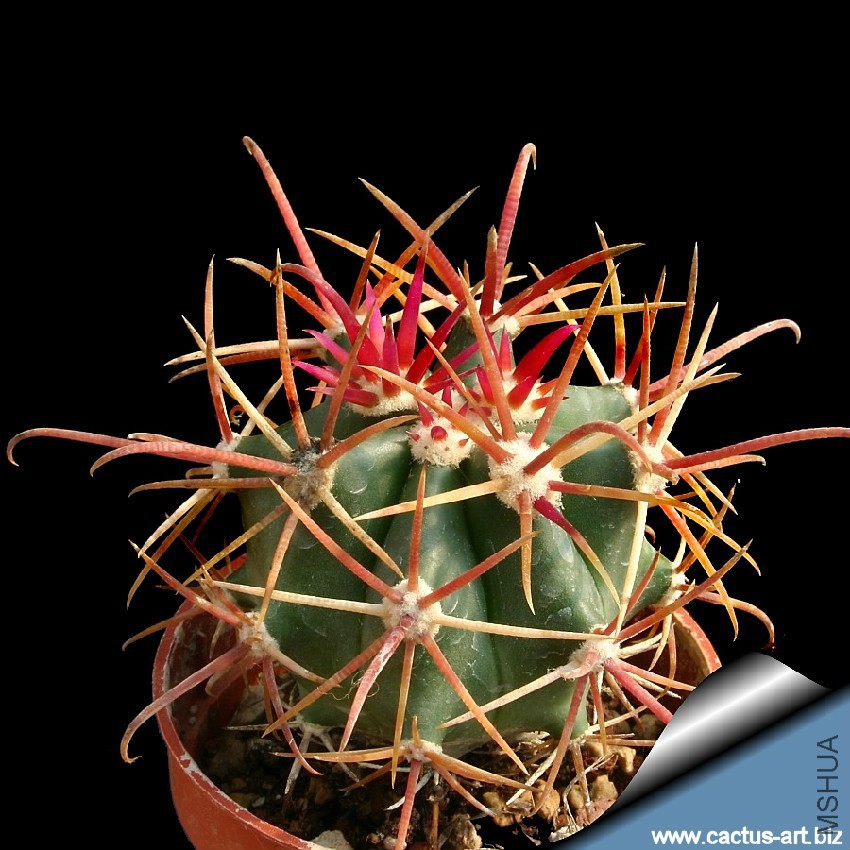Ferocactus_chrysacanthus_red_young_810.jpg