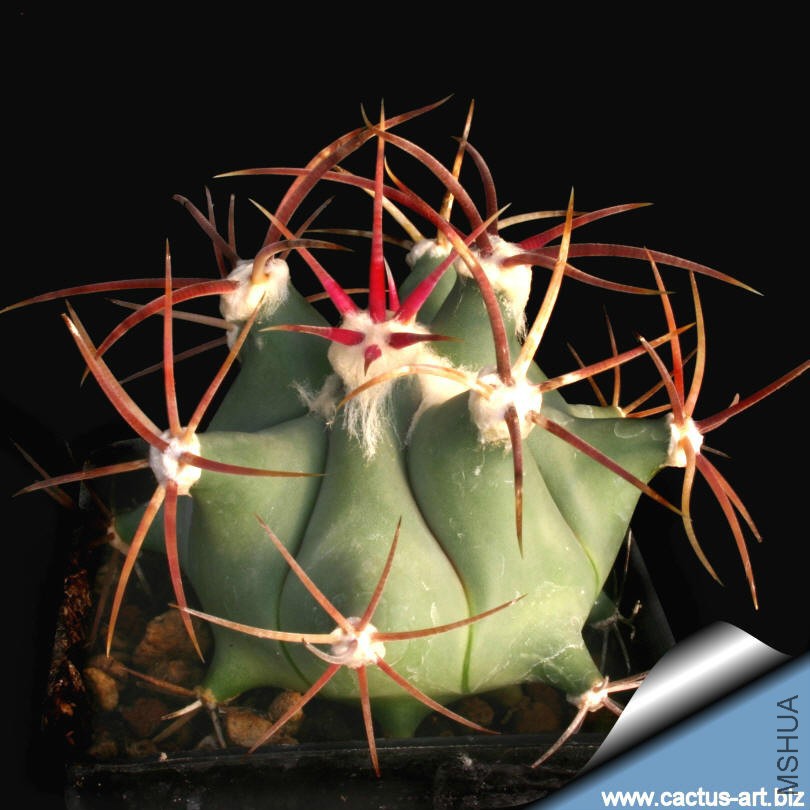 Ferocactus_emoryi_young_810.jpg