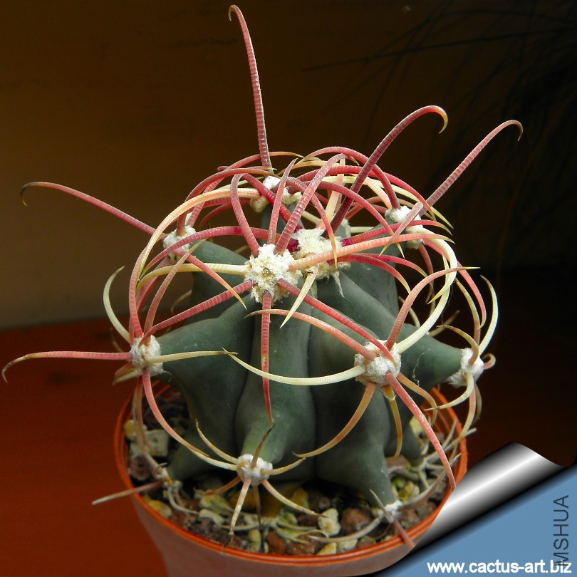 Ferocactus_emoryi_02_810.jpg