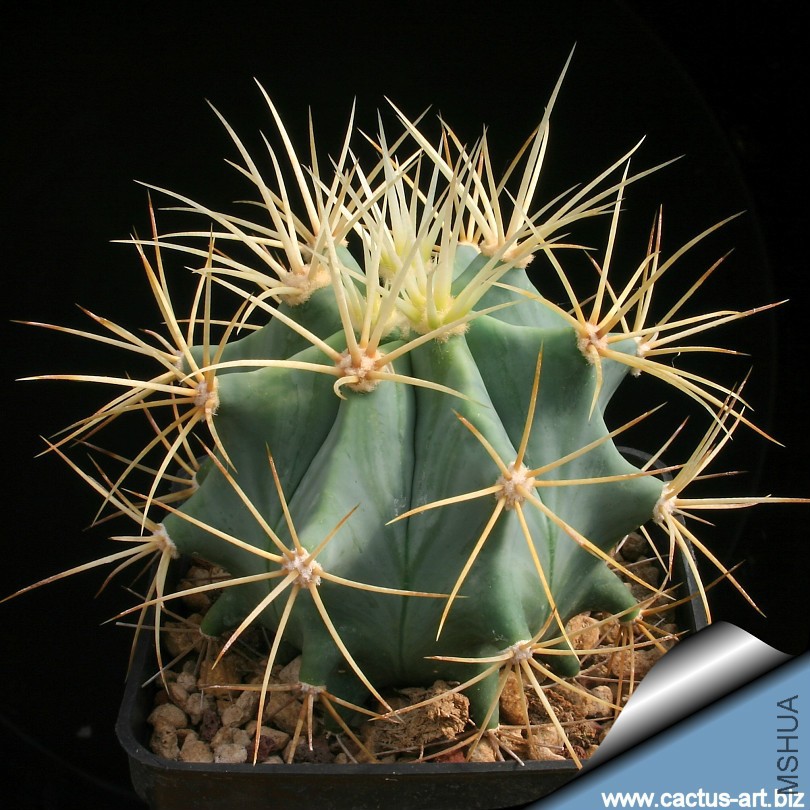 Ferocactus_glaucescens_young_810.jpg