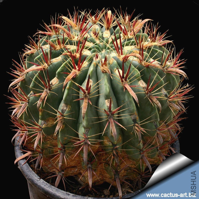Ferocactus_latispinus_810.jpg