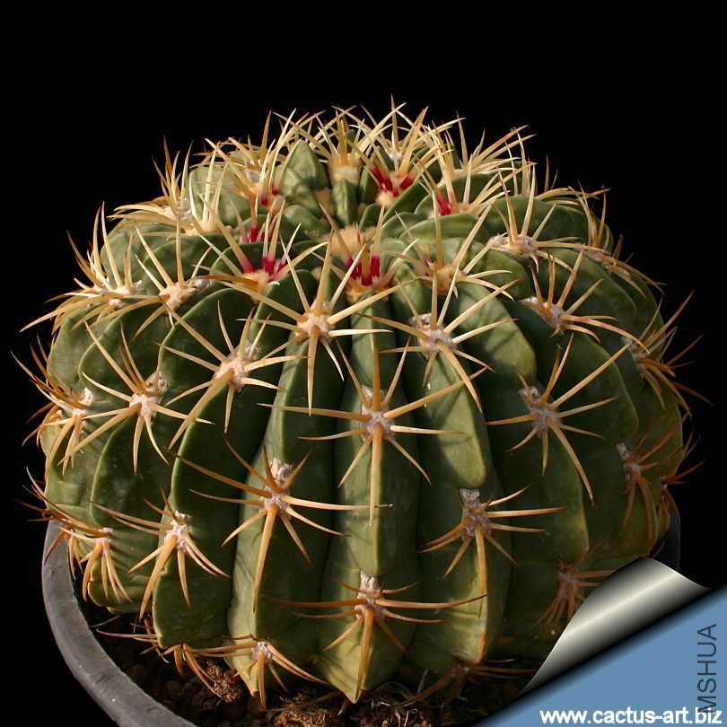Ferocactus_macrodiscus_big_810.jpg