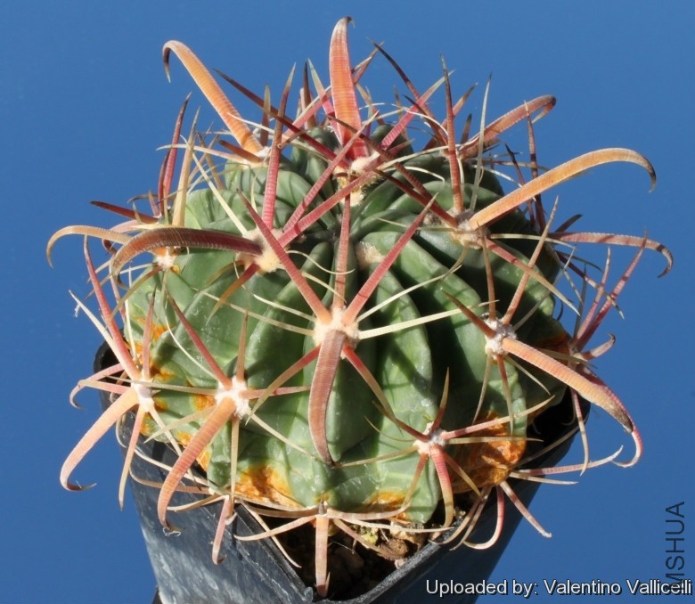 Ferocactus_latispinus_subs__greenwoodii_13301_l.jpg