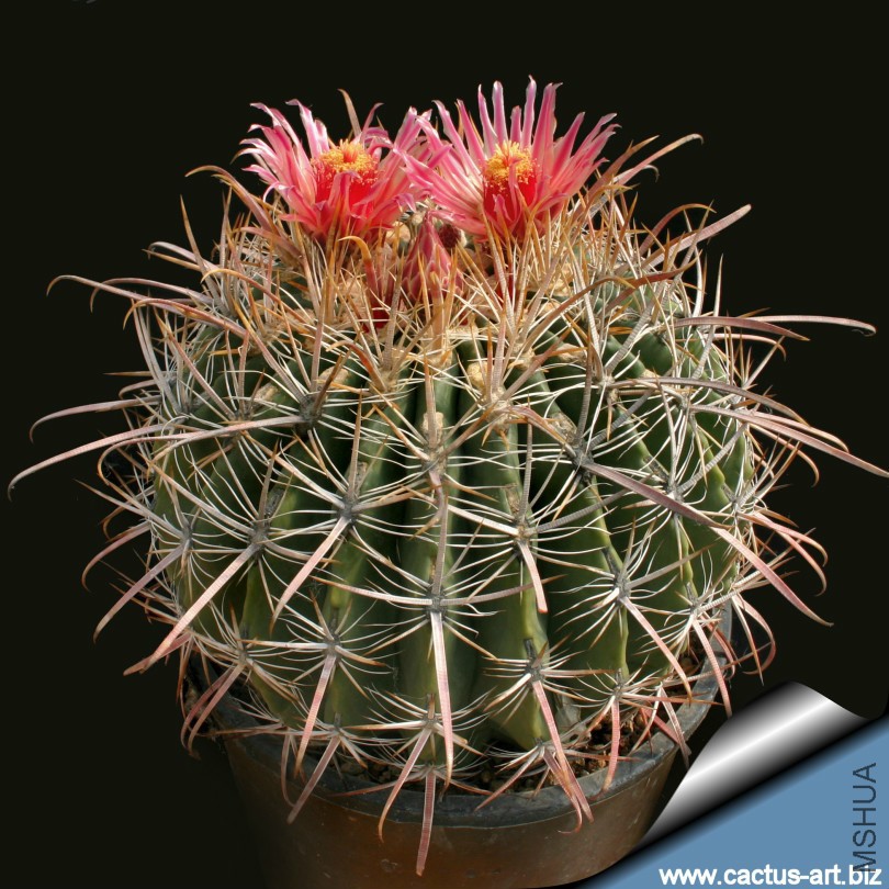 Ferocactus_gatesii_810.jpg