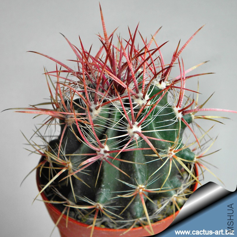 Ferocactus_stainesii_pilosus_03_810.jpg