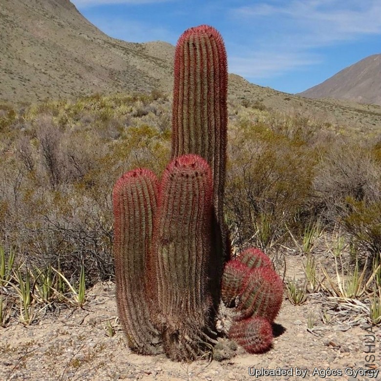 Ferocactus_pilosus_24231_l.jpg