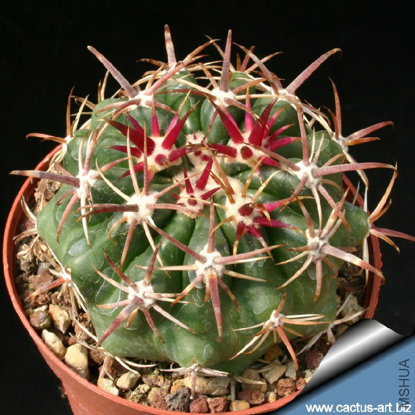 Ferocactus_viridescens_young_810.jpg