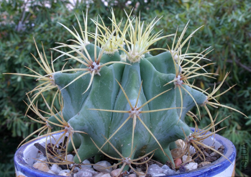 Ferocactus-glauscescens.jpg