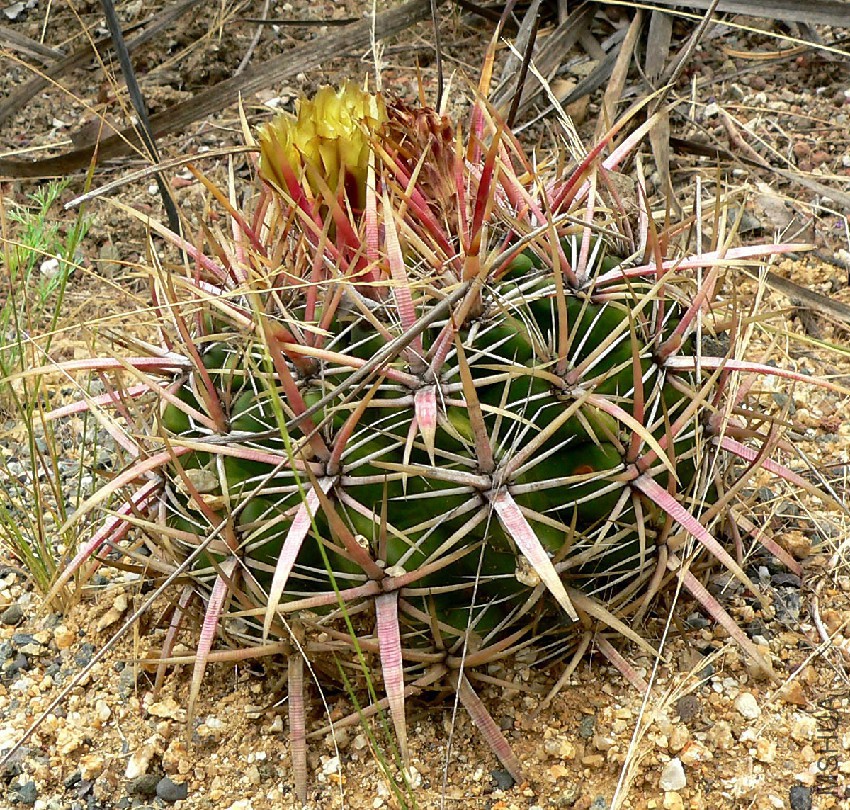 Ferocactus_viridescens_1.jpg