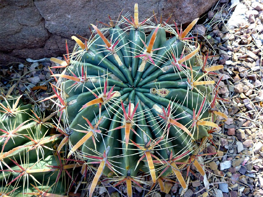 ferocactus-latispinus.jpg