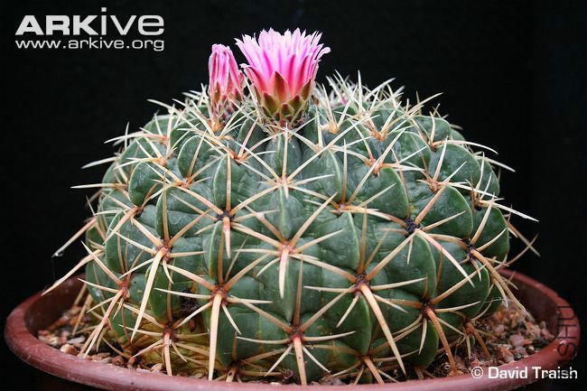 potted-ferocactus-macrodiscus-in-flower.jpg