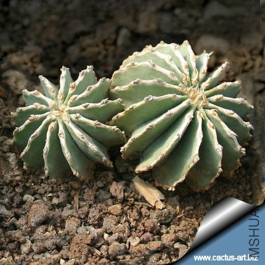Geohintonia_mexicana_double_540.jpg