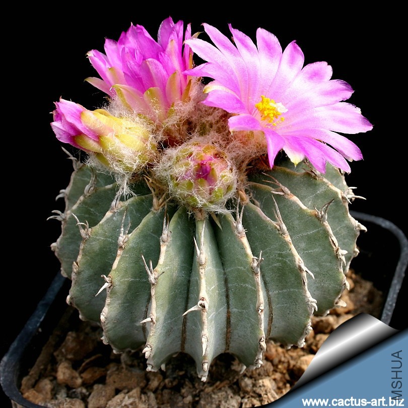 Geohintonia_mexicana_fl_810.jpg