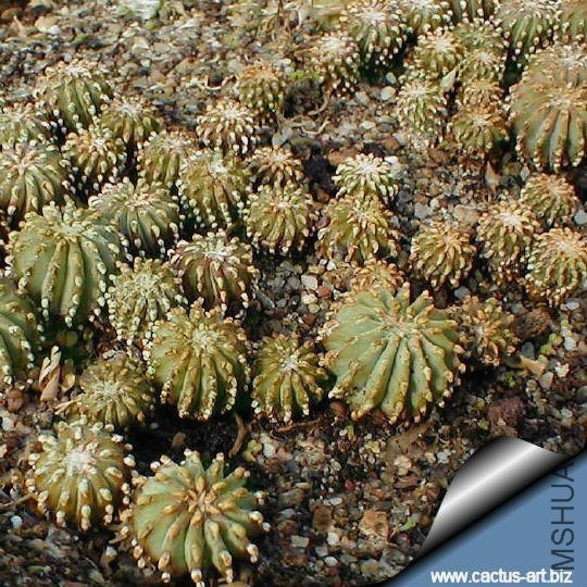 Geohintonia_mexicana_seedlings_540.jpg
