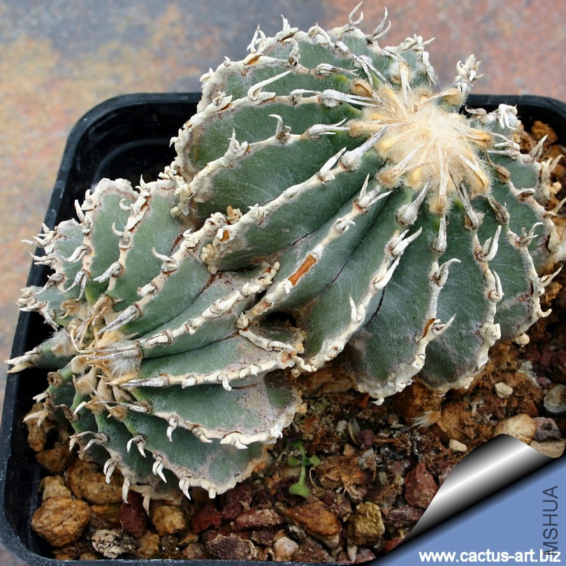 Geohintonia_mexicana_twin_810.jpg