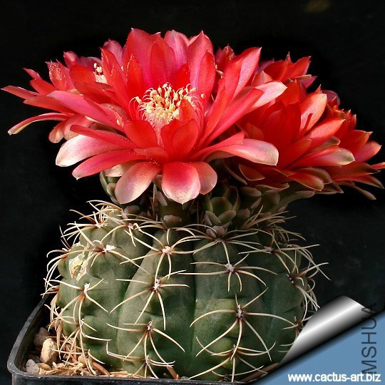 Gymnocalycium_baldianum_flowers.jpg